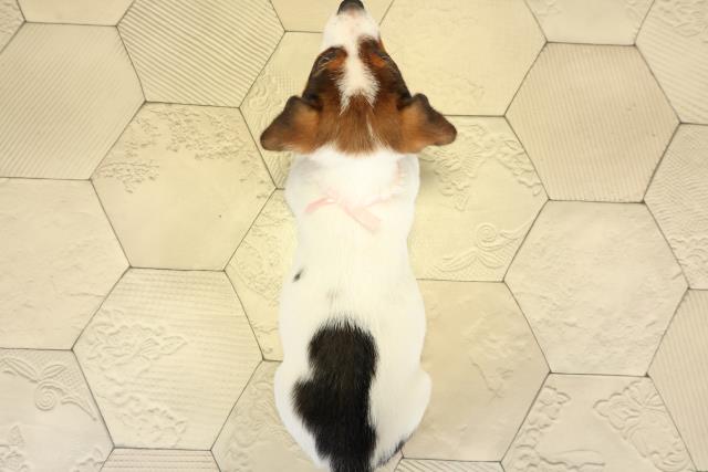 愛知県のジャックラッセルテリア (Coo&RIKU春日井店/2025年9月30日生まれ/女の子/タンホワイト)の子犬の4枚目の画像