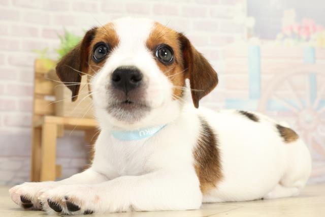 静岡県のジャックラッセルテリア (Coo&RIKU浜松店/2025年9月30日生まれ/男の子/タンホワイト)の子犬の3枚目の画像