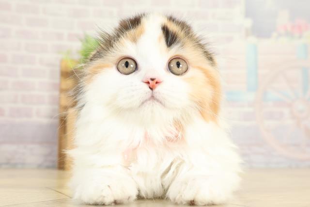 岐阜県のスコティッシュフォールド (Coo&RIKU各務原店/2025年9月23日生まれ/女の子/ブラウンパッチドタビーホワイト)の子猫