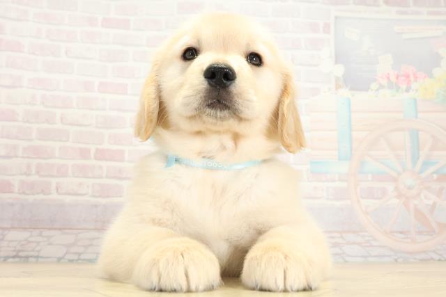 静岡県のゴールデンレトリバー (Coo&RIKU藤枝店/2025年10月1日生まれ/男の子/ゴールデン)の子犬の1枚目の画像