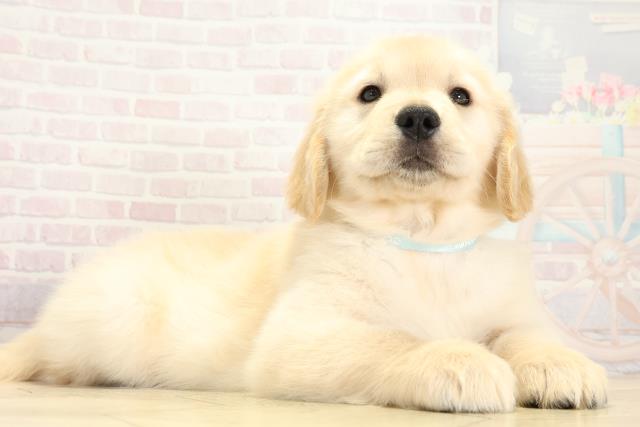 静岡県のゴールデンレトリバー (Coo&RIKU藤枝店/2025年10月1日生まれ/男の子/ゴールデン)の子犬の2枚目の画像