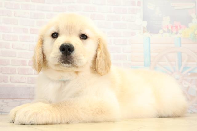 静岡県のゴールデンレトリバー (Coo&RIKU藤枝店/2025年10月1日生まれ/男の子/ゴールデン)の子犬の3枚目の画像