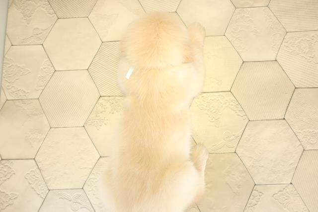 静岡県のゴールデンレトリバー (Coo&RIKU藤枝店/2025年10月1日生まれ/男の子/ゴールデン)の子犬の4枚目の画像