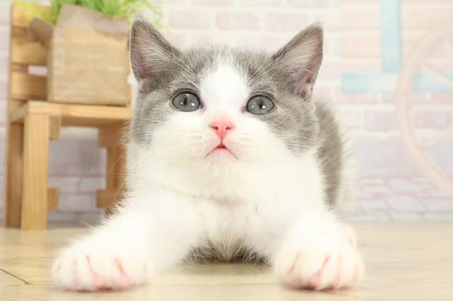 静岡県のブリティッシュショートヘアー (Coo&RIKU浜松店/2025年9月28日生まれ/女の子/ブルーホワイト)の子猫の1枚目の画像