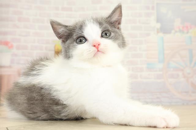 静岡県のブリティッシュショートヘアー (Coo&RIKU浜松店/2025年9月28日生まれ/女の子/ブルーホワイト)の子猫の2枚目の画像