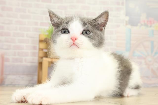 静岡県のブリティッシュショートヘアー (Coo&RIKU浜松店/2025年9月28日生まれ/女の子/ブルーホワイト)の子猫の3枚目の画像