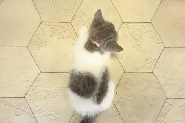 静岡県のブリティッシュショートヘアー (Coo&RIKU浜松店/2025年9月28日生まれ/女の子/ブルーホワイト)の子猫の4枚目の画像