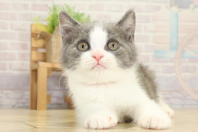 静岡県のブリティッシュショートヘアー (Coo&RIKU沼津店/2025年9月28日生まれ/女の子/ブルーホワイト)の子猫の1枚目の画像