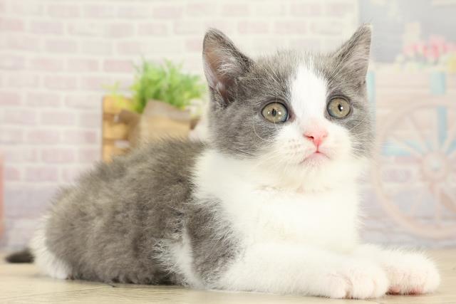 静岡県のブリティッシュショートヘアー (Coo&RIKU沼津店/2025年9月28日生まれ/女の子/ブルーホワイト)の子猫の2枚目の画像