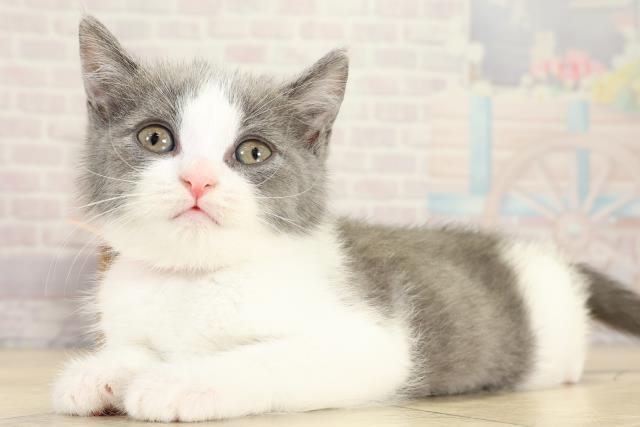 静岡県のブリティッシュショートヘアー (Coo&RIKU沼津店/2025年9月28日生まれ/女の子/ブルーホワイト)の子猫の3枚目の画像