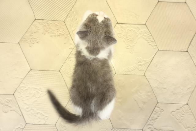 静岡県のブリティッシュショートヘアー (Coo&RIKU沼津店/2025年9月28日生まれ/女の子/ブルーホワイト)の子猫の4枚目の画像