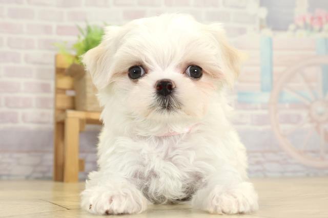 岐阜県のマルチーズ (Coo&RIKU岐阜店/2025年10月1日生まれ/女の子/ホワイト)の子犬の1枚目の画像