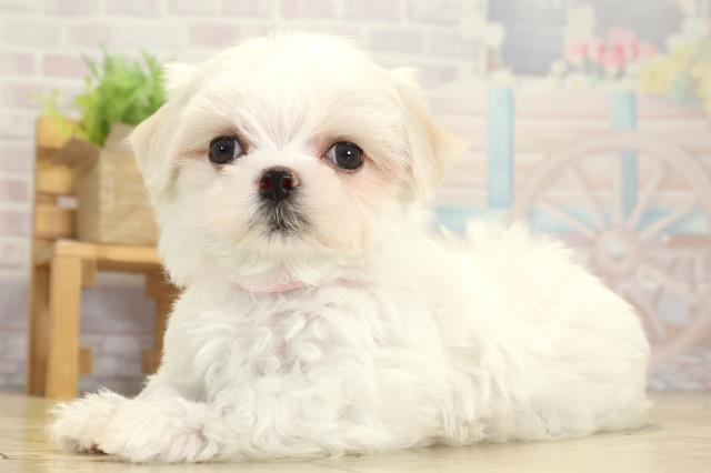 岐阜県のマルチーズ (Coo&RIKU岐阜店/2025年10月1日生まれ/女の子/ホワイト)の子犬の3枚目の画像