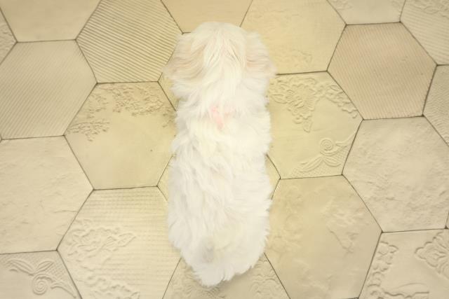 岐阜県のマルチーズ (Coo&RIKU岐阜店/2025年10月1日生まれ/女の子/ホワイト)の子犬の4枚目の画像