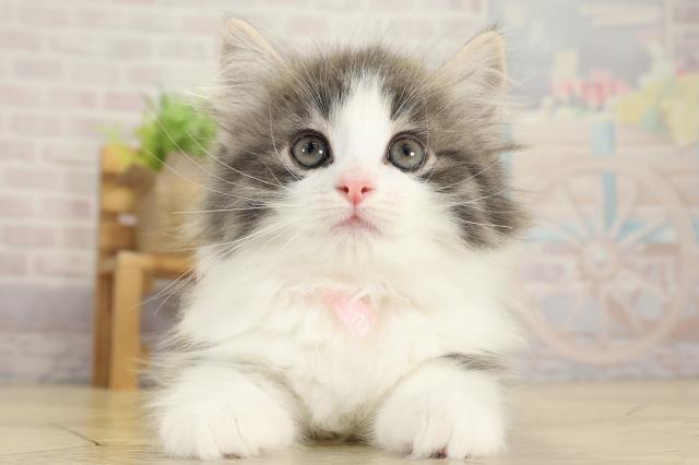 ノルウェージャン・フォレストキャット