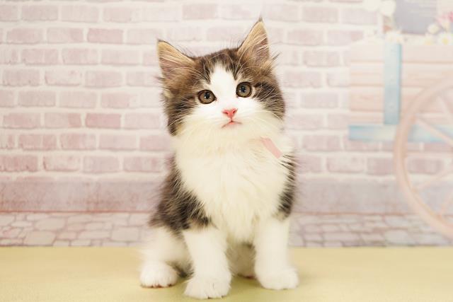 静岡県のノルウェージャンフォレストキャット (Coo&RIKU藤枝店/2025年10月1日生まれ/女の子/ブラウンタビーホワイト)の子猫の1枚目の画像