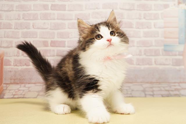 静岡県のノルウェージャンフォレストキャット (Coo&RIKU藤枝店/2025年10月1日生まれ/女の子/ブラウンタビーホワイト)の子猫の2枚目の画像