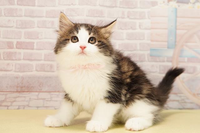 静岡県のノルウェージャンフォレストキャット (Coo&RIKU藤枝店/2025年10月1日生まれ/女の子/ブラウンタビーホワイト)の子猫の3枚目の画像