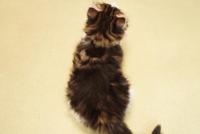 静岡県のノルウェージャンフォレストキャット (Coo&RIKU藤枝店/2025年10月1日生まれ/女の子/ブラウンタビーホワイト)の子猫の4枚目の画像