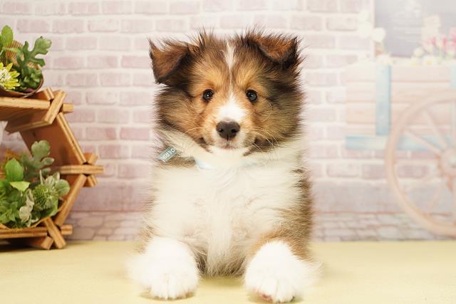 岐阜県のシェットランドシープドッグ (Coo&RIKU各務原店/2025年9月25日生まれ/男の子/セーブルホワイト)の子犬の1枚目の画像