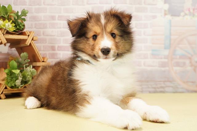 岐阜県のシェットランドシープドッグ (Coo&RIKU各務原店/2025年9月25日生まれ/男の子/セーブルホワイト)の子犬の2枚目の画像