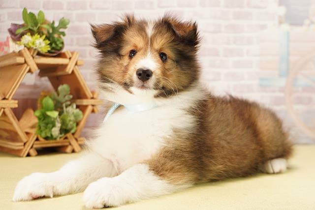 岐阜県のシェットランドシープドッグ (Coo&RIKU各務原店/2025年9月25日生まれ/男の子/セーブルホワイト)の子犬の3枚目の画像