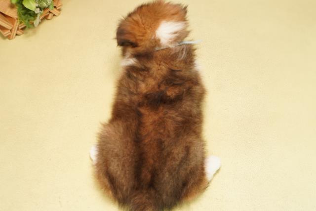 岐阜県のシェットランドシープドッグ (Coo&RIKU各務原店/2025年9月25日生まれ/男の子/セーブルホワイト)の子犬の4枚目の画像