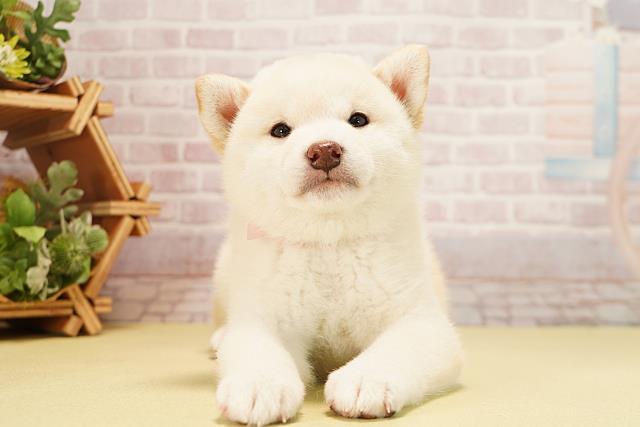 静岡県の柴犬(標準サイズ) (Coo&RIKU静岡SBS通り店/2025年10月1日生まれ/女の子/白)の子犬の1枚目の画像