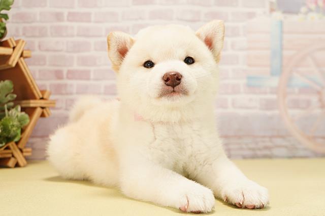 静岡県の柴犬(標準サイズ) (Coo&RIKU静岡SBS通り店/2025年10月1日生まれ/女の子/白)の子犬の2枚目の画像