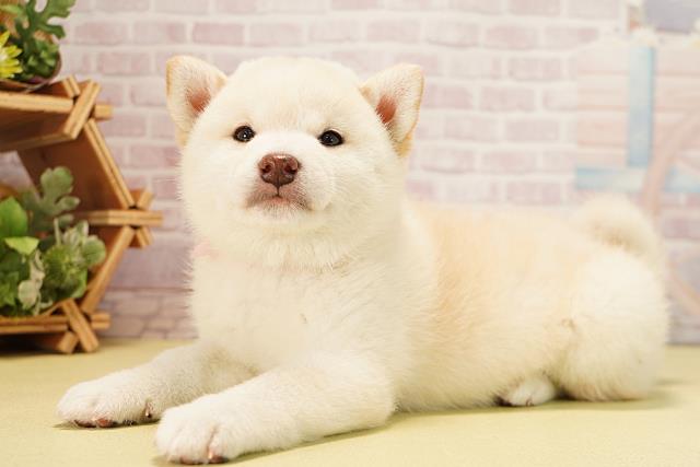 静岡県の柴犬(標準サイズ) (Coo&RIKU静岡SBS通り店/2025年10月1日生まれ/女の子/白)の子犬の3枚目の画像