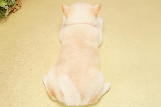 静岡県の柴犬(標準サイズ) (Coo&RIKU静岡SBS通り店/2025年10月1日生まれ/女の子/白)の子犬の4枚目の画像