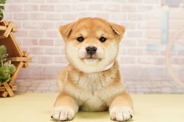 静岡県の柴犬(標準サイズ) (Coo&RIKU富士店/2025年10月1日生まれ/女の子/赤)の子犬の1枚目の画像