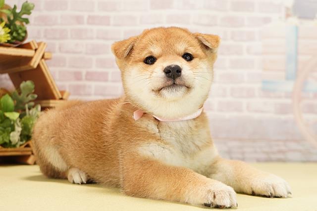 静岡県の柴犬(標準サイズ) (Coo&RIKU富士店/2025年10月1日生まれ/女の子/赤)の子犬の2枚目の画像