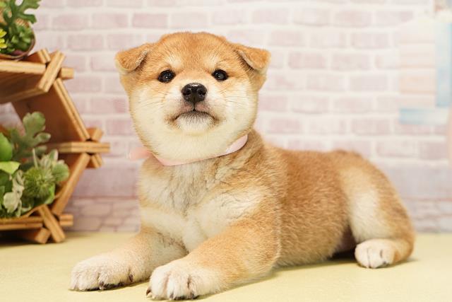 静岡県の柴犬(標準サイズ) (Coo&RIKU富士店/2025年10月1日生まれ/女の子/赤)の子犬の3枚目の画像