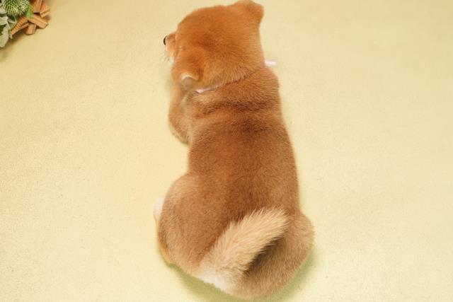 静岡県の柴犬(標準サイズ) (Coo&RIKU富士店/2025年10月1日生まれ/女の子/赤)の子犬の4枚目の画像