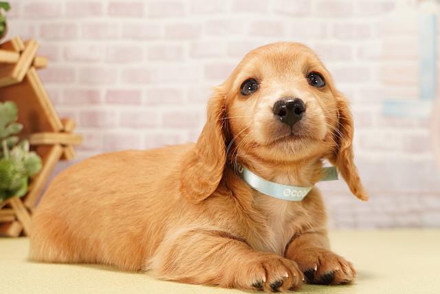 静岡県のミニチュアダックスフンド(ロング) (Coo&RIKU静岡SBS通り店/2025年10月1日生まれ/男の子/ゴールド)の子犬の2枚目の画像