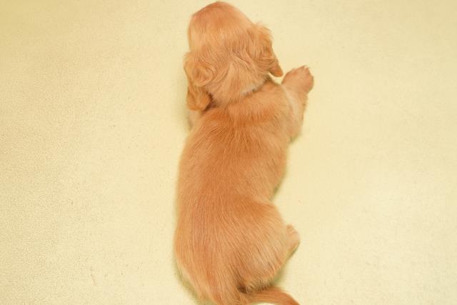 静岡県のミニチュアダックスフンド(ロング) (Coo&RIKU静岡SBS通り店/2025年10月1日生まれ/男の子/ゴールド)の子犬の4枚目の画像