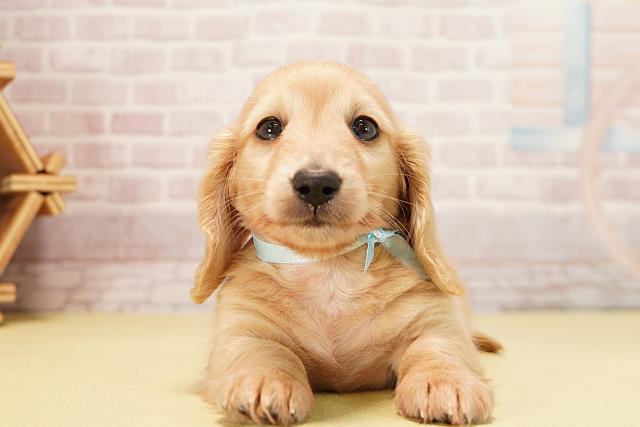 岐阜県のミニチュアダックスフンド(ロング) (Coo&RIKU岐南店/2025年10月1日生まれ/男の子/イエロー)の子犬の1枚目の画像