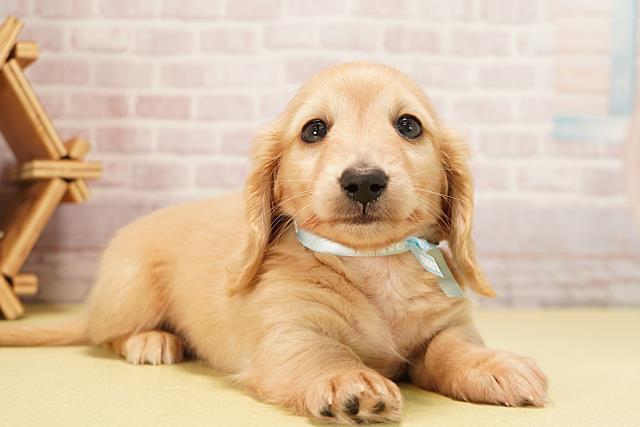 岐阜県のミニチュアダックスフンド(ロング) (Coo&RIKU岐南店/2025年10月1日生まれ/男の子/イエロー)の子犬の2枚目の画像