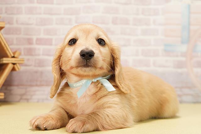 岐阜県のミニチュアダックスフンド(ロング) (Coo&RIKU岐南店/2025年10月1日生まれ/男の子/イエロー)の子犬の3枚目の画像