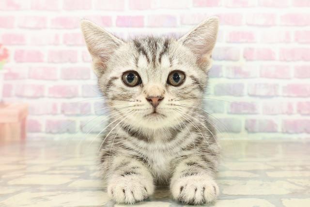 神奈川県のアメリカンショートヘアー (Coo&RIKU横須賀店/2025年9月17日生まれ/女の子/シルバークラシックタビー)の子猫の1枚目の画像