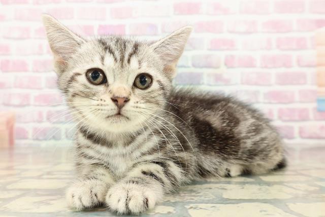 神奈川県のアメリカンショートヘアー (Coo&RIKU横須賀店/2025年9月17日生まれ/女の子/シルバークラシックタビー)の子猫の2枚目の画像