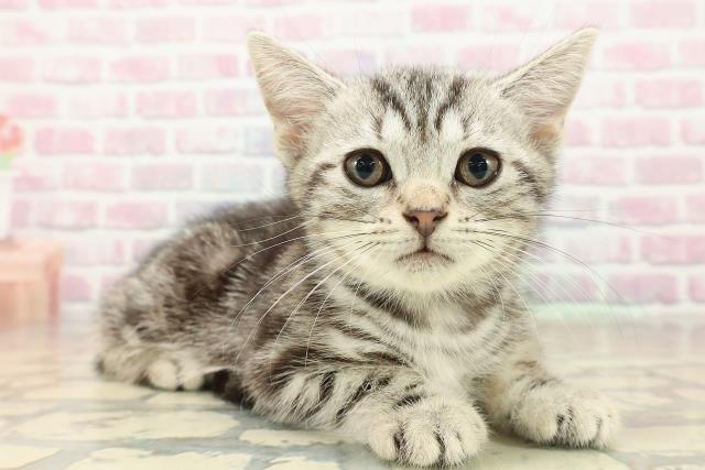 神奈川県のアメリカンショートヘアー (Coo&RIKU横須賀店/2025年9月17日生まれ/女の子/シルバークラシックタビー)の子猫の3枚目の画像
