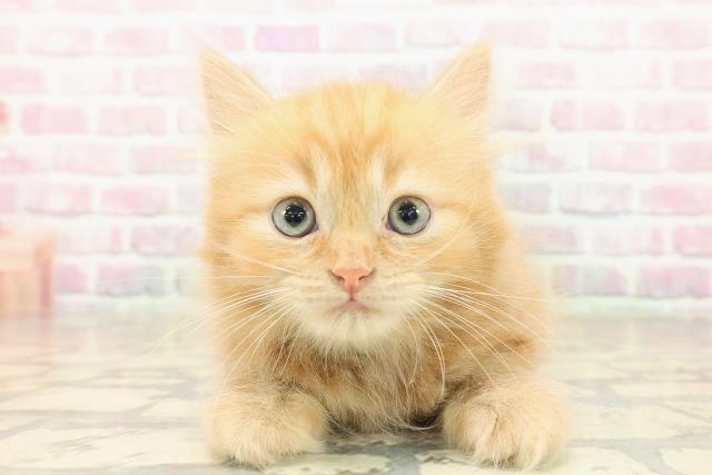 栃木県のラガマフィン (Coo&RIKU宇都宮店/2025年9月26日生まれ/男の子/レッドクラッシックタビー)の子猫の1枚目の画像