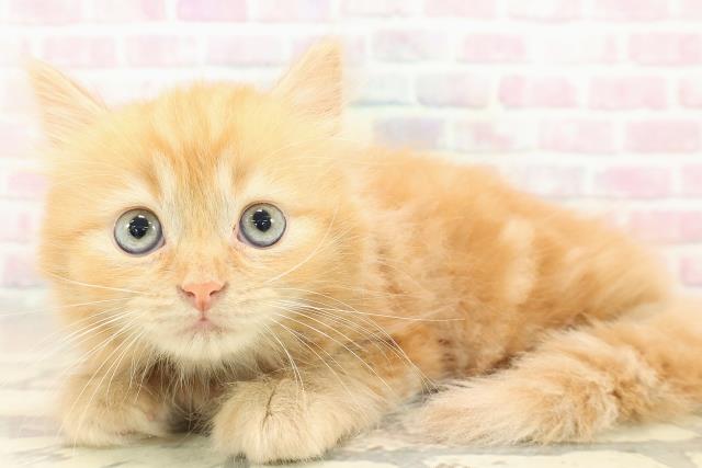 栃木県のラガマフィン (Coo&RIKU宇都宮店/2025年9月26日生まれ/男の子/レッドクラッシックタビー)の子猫の2枚目の画像