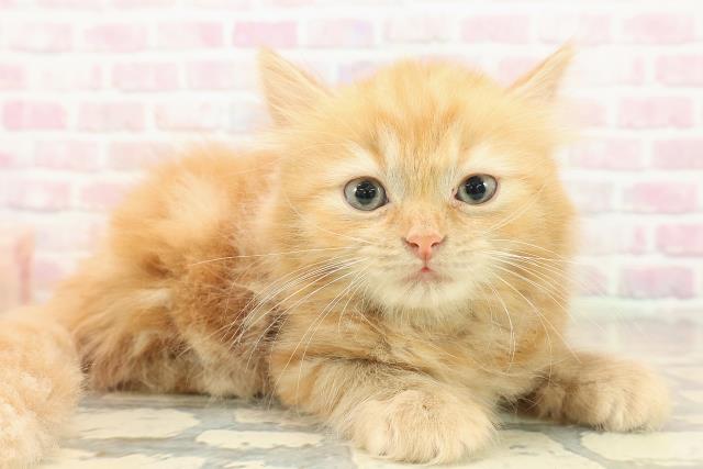 栃木県のラガマフィン (Coo&RIKU宇都宮店/2025年9月26日生まれ/男の子/レッドクラッシックタビー)の子猫の3枚目の画像