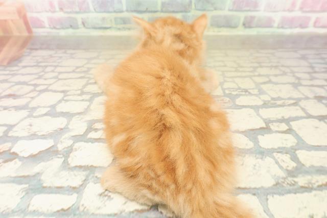 栃木県のラガマフィン (Coo&RIKU宇都宮店/2025年9月26日生まれ/男の子/レッドクラッシックタビー)の子猫の4枚目の画像