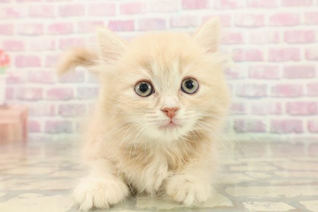 東京都のラガマフィン (Coo&RIKU福生店/2025年9月26日生まれ/男の子/クリームタビー)の子猫の1枚目の画像