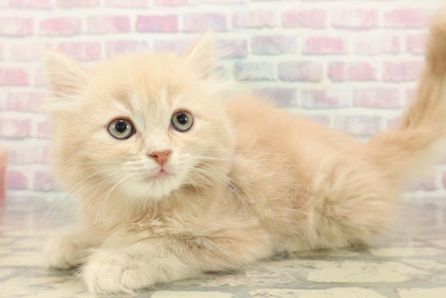 東京都のラガマフィン (Coo&RIKU福生店/2025年9月26日生まれ/男の子/クリームタビー)の子猫の2枚目の画像