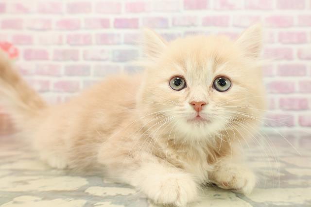 東京都のラガマフィン (Coo&RIKU福生店/2025年9月26日生まれ/男の子/クリームタビー)の子猫の3枚目の画像